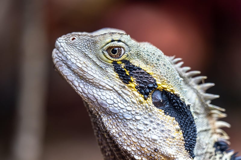 Dragon sanctuaries